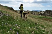 Ai Piani d’Artavaggio con anello Sodadura- Cima di Piazzo da Bonetto il 1 giugno 2019 - FOTOGALLERY